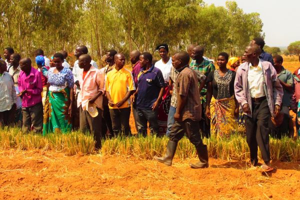 benefinciaries-in-vetiver-and-swale-field-in-mchinji-pic-by-daniel-namwini-mana4D0572C7-51A9-E762-E219-829A182BAE24.jpg