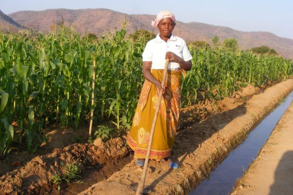 committee-member-for-kayelekera-irrigation-scheme-in-karonga-district-judith-simwaka-pausing-at-the-field-of-irrigation-scheme-pic-by-moses-nyirendaC731FDC7-D354-0DCA-F210-9F849F38B77D.jpg