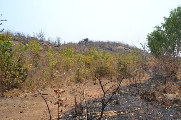 kaunde-forest-shows-how-a-firebreak-helped-to-protect-their-regenerated-forest-from-fire-c-abel-ikiloni-mana95CE0AB6-B467-0668-BE2A-E1D832DE0C60.jpg