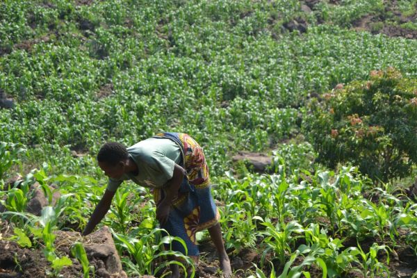 maize-field-at-makadani-irrigation-scheme-at-nacholi-in-blantyre-c-abel-ikiloni-mana-18454AC9B-32A4-3EE2-1A6D-8C8C8A7F194D.jpg