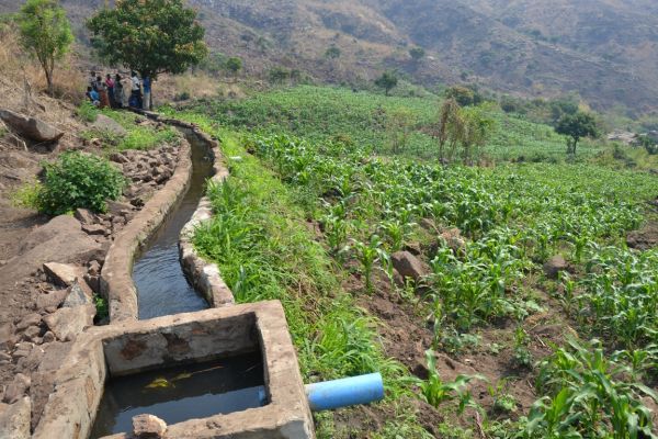 maize-field-at-makadani-irrigation-scheme-at-nacholi-in-blantyre-c-abel-ikiloni-mana-2AF7C2BF8-FE9D-8DE5-9768-CD35E0ED548A.jpg