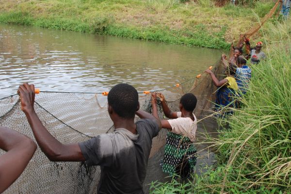 mandimu-fishponds-letseni-village-ta-somba-blantyre-c-govati-nyirenda-jpg-www-malawieye-535D660DB2-E3E5-1BC6-7959-D31BD4D29172.jpg