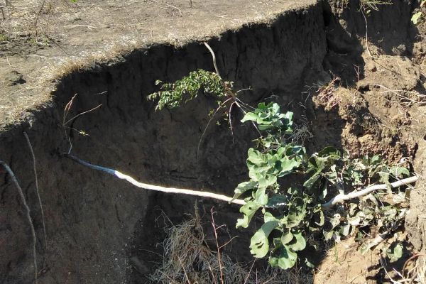 mulunguzi-gully-reclamation-in-zalimu-catchment568D5441-3E36-7892-EF3B-235797C47E22.jpg