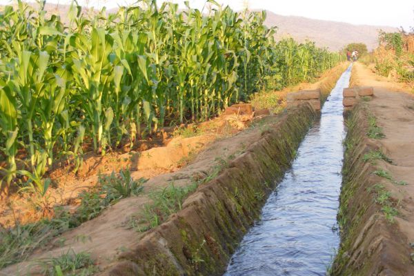 part-of-the-300-metre-long-water-canal-at-kayelekera-irrigation-scheme-in-karonga-pic-by-moses-nyirenda131024B3-FE2C-4E5C-AD57-9287255803B1.jpg