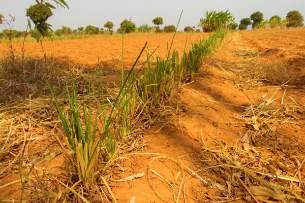 swale-and-vetiver-hedge-row-along-contour-ridges-to-conserve-water-and-soil-pic-by-daniel-namwini-manaD4370353-9206-F4D4-28BF-0DB310CFCA9B.jpg