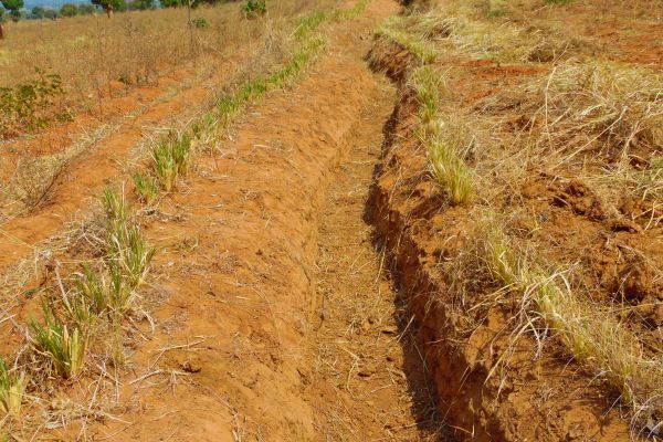 swale-and-vetiver-hedge-row-to-conserve-water-and-soil-pic-by-daniel-namwini-manaF3B63A30-4F30-2BEA-4DA6-D0990D2F4FE1.jpg