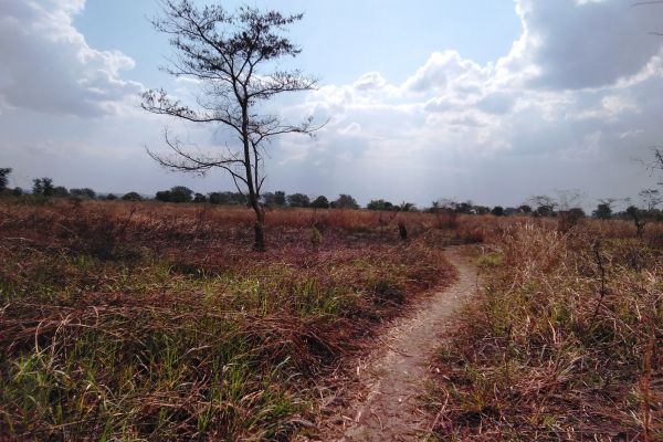 toleza-afforestation-area-in-toleza-catchment-area-pic-by-mary-makhiringa463F4E53-6923-6251-FC9F-B836084A711B.jpg