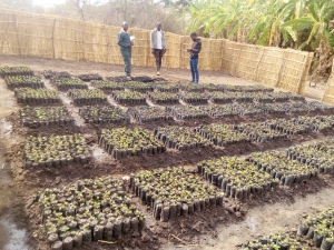 Mphelele catchment in Kasungu-Tree  nursery establishment