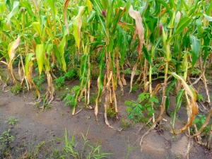 Gliricidia sepium planted together with maize at Mphazi