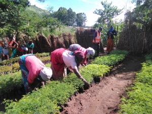 Beneficiaries arranging nursery ready ready for transplanting