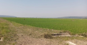 Part of Limphasa Rice scheme, Nkhatabay